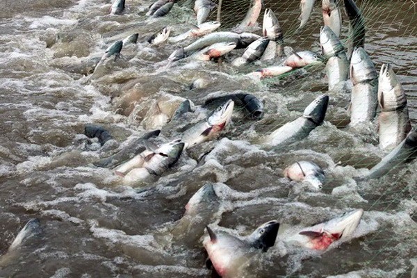 В 2023 г в Узбекистане выловлено почти 199 тыс. тонн рыбы