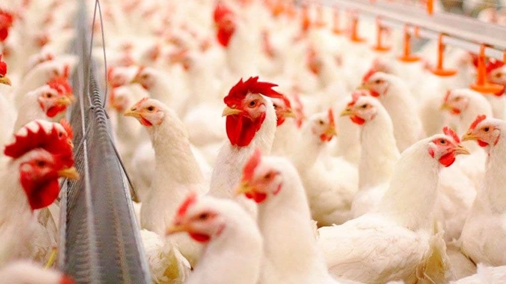 Which region has the largest number of poultry?